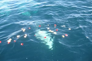ファミリーホール湘南台、散骨の流れ・海への葬送