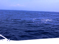 ファミリーホール湘南台、散骨の流れ・周航の様子